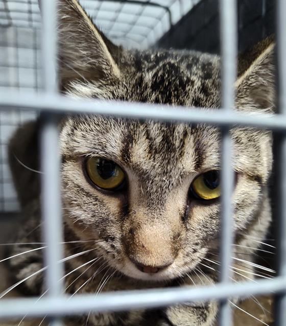 adoptable Cat in Las Vegas, NV named *ASPEN