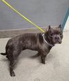 adoptable Dog in , NV named RENATA