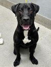 adoptable Dog in , NV named *CRAIG