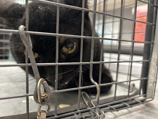 adoptable Cat in Las Vegas, NV named *CAESAR