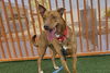 adoptable Dog in Las Vegas, NV named MOCHA