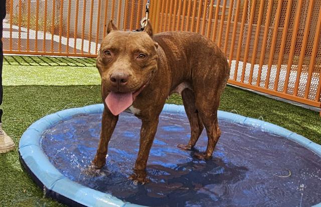 adoptable Dog in Las Vegas, NV named TWINKIE