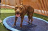 adoptable Dog in , NV named TWINKIE