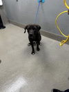 adoptable Dog in Las Vegas, NV named *LYDIA