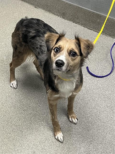 adoptable Dog in Las Vegas, NV named *VIOLA