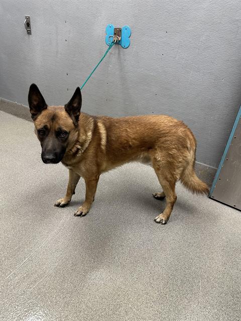 adoptable Dog in Las Vegas, NV named *SHERIFF