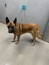 adoptable Dog in , NV named *SHERIFF