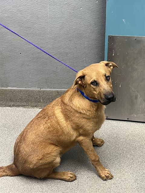 adoptable Dog in Las Vegas, NV named *LUCIUS