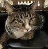 adoptable Cat in , NV named SANJIE