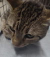 adoptable Cat in , NV named *ARCHER