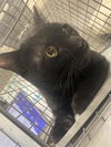 adoptable Cat in , NV named *JOE