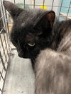 adoptable Cat in Las Vegas, NV named *CINDY LOU