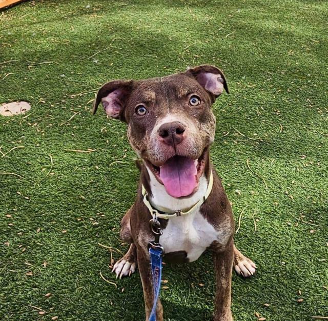 adoptable Dog in Las Vegas, NV named *FRANKIE