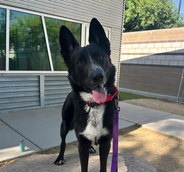 adoptable Dog in Las Vegas, NV named FALCON