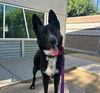 adoptable Dog in , NV named FALCON