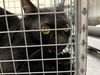 adoptable Cat in , NV named LULU