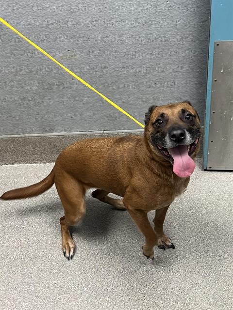 adoptable Dog in Las Vegas, NV named DELTA