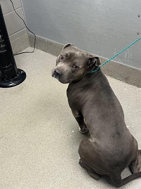 adoptable Dog in Las Vegas, NV named UNEX