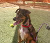 adoptable Dog in , NV named BOSCO JOE