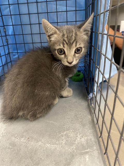 adoptable Cat in Las Vegas, NV named *FRANCINE