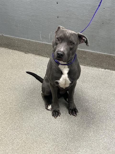 adoptable Dog in Las Vegas, NV named *BODI