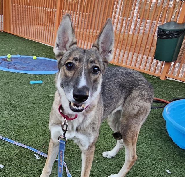 adoptable Dog in Las Vegas, NV named *RUBY