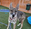 adoptable Dog in , NV named *RUBY