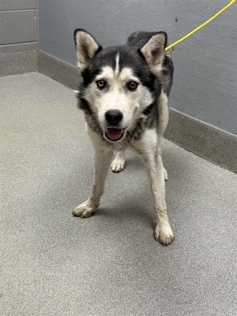 adoptable Dog in Las Vegas, NV named NACHO