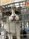 adoptable Cat in Las Vegas, NV named SWEETHEART