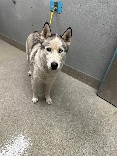 adoptable Dog in Las Vegas, NV named KONG