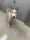 adoptable Dog in , NV named KONG