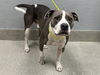 adoptable Dog in Las Vegas, NV named BUBBA