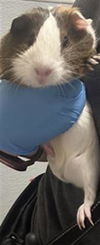 adoptable Guinea Pig in , NV named *AVERY