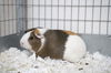 adoptable Guinea Pig in , NV named *AVERY