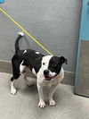 adoptable Dog in , NV named *CHECKERS