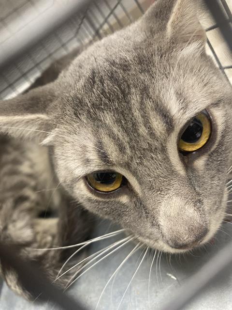 adoptable Cat in Las Vegas, NV named DANIEL