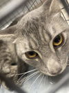 adoptable Cat in , NV named DANIEL