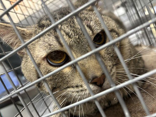 adoptable Cat in Las Vegas, NV named MAZAPAN