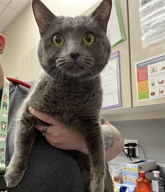 adoptable Cat in Las Vegas, NV named CADDY