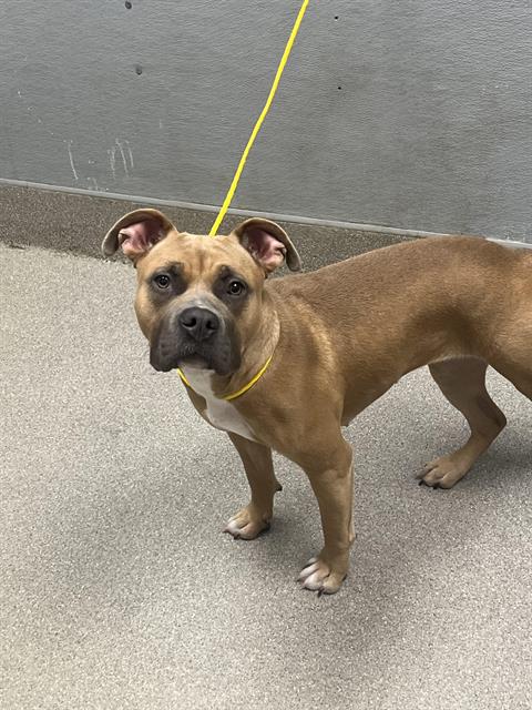 adoptable Dog in Las Vegas, NV named BELLA