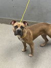 adoptable Dog in , NV named BELLA