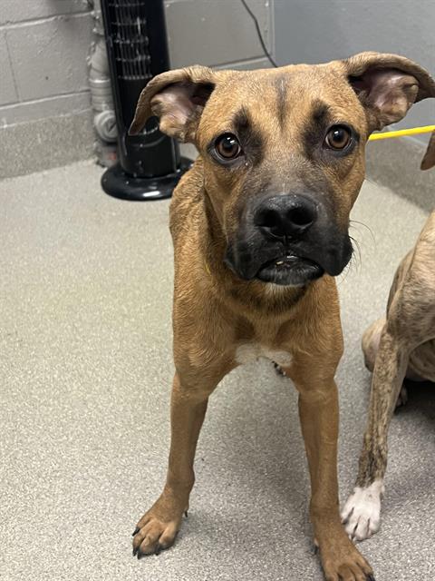 adoptable Dog in Las Vegas, NV named *PAY'J