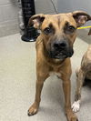 adoptable Dog in , NV named *PAY