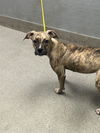 adoptable Dog in , NV named *JADE