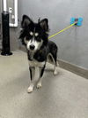 adoptable Dog in , NV named *APPLE