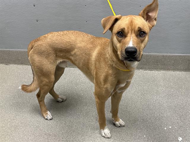 adoptable Dog in Las Vegas, NV named *CAPRICORN