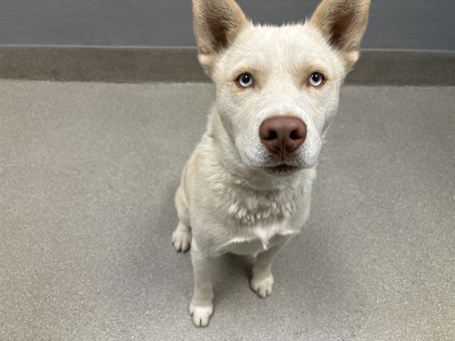 adoptable Dog in Las Vegas, NV named *LIBRA