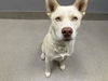 adoptable Dog in Las Vegas, NV named *LIBRA