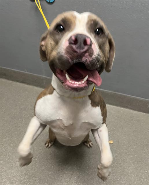 adoptable Dog in Las Vegas, NV named *LINDA