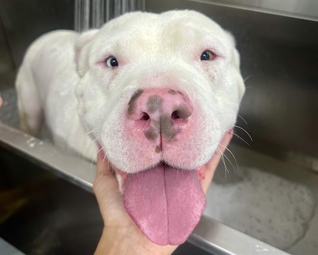 adoptable Dog in Las Vegas, NV named *ARCTIC